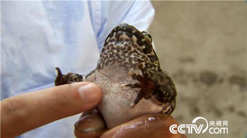 致富经:四次创业落残疾 只为深山蛙财富 10月12日