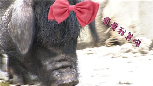 致富经:骗回藏香猪 一斤能卖一百多(20170815)