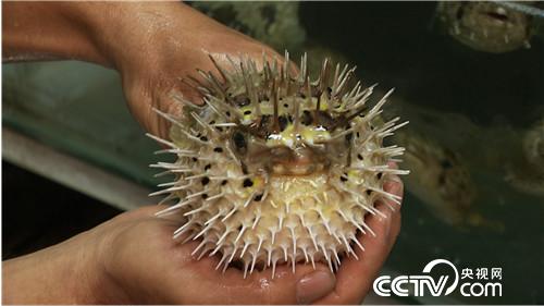 [�¸���]��������ι��� ��Խ�����700�� 20180822 