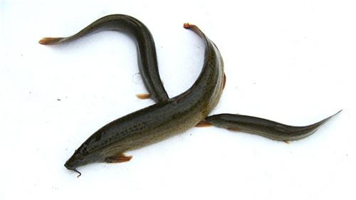 Ö¸»¾£º¸Ä¸ö벡 ÄêÈëǧÍò(20170619)