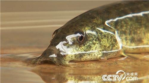 Ö¸»¾£º¸Ä¸ö벡 ÄêÈëǧÍò(20170619)