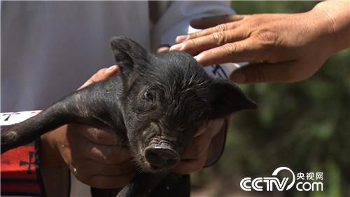 致富经:骗回藏香猪 一斤能卖一百多(20170815)