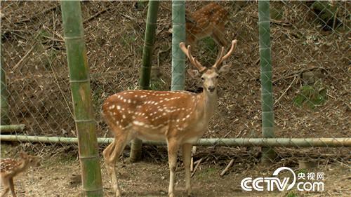 [�¸���]����Ů����ɽ��¹ һ������5000�� 20180828 