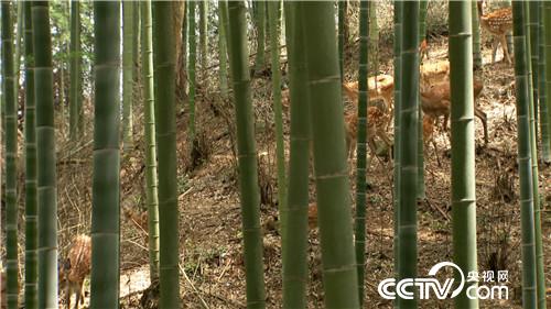 [�¸���]����Ů����ɽ��¹ һ������5000�� 20180828 