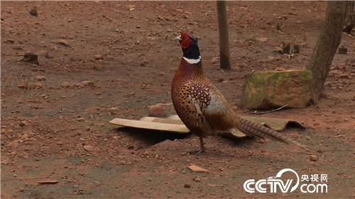 [�¸���]Ů��������ɽ ����׬��Ұ�Ƹ� 20180829 