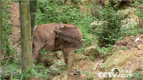 [�¸���]����Ů����ɽ��¹ һ������5000�� 20180828 