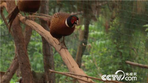 [�¸���]Ů��������ɽ ����׬��Ұ�Ƹ� 20180829 