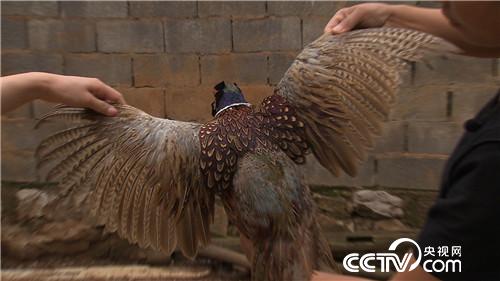 [�¸���]Ů��������ɽ ����׬��Ұ�Ƹ� 20180829 