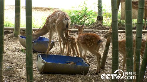 [�¸���]����Ů����ɽ��¹ һ������5000�� 20180828 