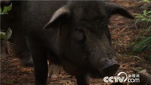 [¸]Źɽ 3000 20180917