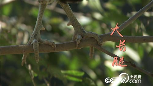 [�¸���]����У�����ɼ� һö����9.9Ԫ 20181107