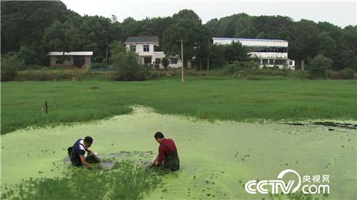 致富经:水面上漂来的财富(20171120)