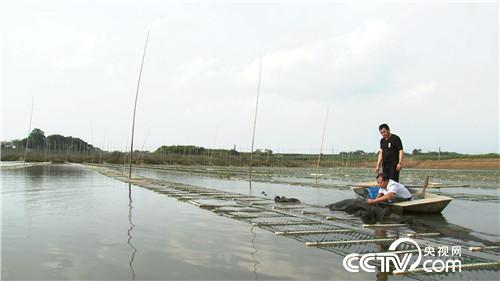 致富经:水面上漂来的财富(20171120)