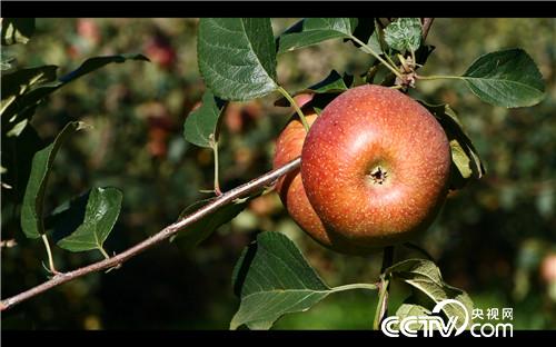 [�¸���]��ƻ���۸� ȫ��һ�� 20181206 