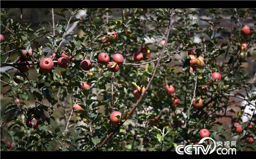 [�¸���]��ƻ���۸� ȫ��һ�� 20181206 