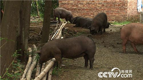 [�¸���]����7��� �����µ� ��ȴ׬��Ǯ 20180820 